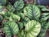 Variegated foliage