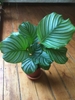 Plant growing in a pot