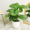 Plant growing in a pot