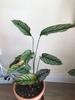 Form of the plant in a pot
