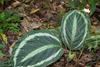 Large oval leaves with silvery variegation.
