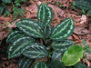 Large oval leaves with silvery variegation.