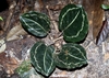 Dark green leaves with pinkish veins.