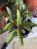 Potted plant with lanceolate leaves.