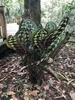 Large, round leaves with silvery and dark variegations.