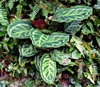 Plant with variegated leaves in a greenhouse