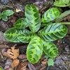 Large oval leaves with dark variegation.
