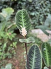 Large oval leaves with dark variegation.