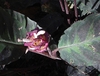 Large oval leaves with dark variegation & white bracts