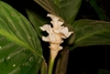 Large oval leaves with dark variegation & white bracts