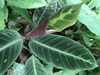 Large oval leaves with dark variegation.