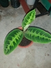 Plant with variegated leaves in a pot
