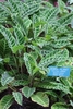 Form