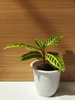 Plant with variegated leaves in a pot