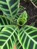 Leaf d