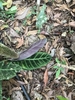 Purple underside of leaf