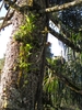 Form growing on a tree