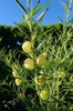 Form