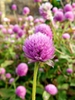 Gomphrena globosa