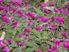 Gomphrena globosa