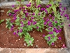 Gomphrena globosa