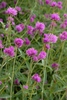 Gomphrena 'Fireworks'