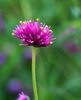 Gomphrena globosa 'Fireworks'