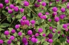 Gomphrena globosa