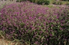 Gomphrena globosa