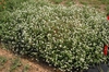 Gomphrena globosa
