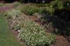 Gomphrena globosa