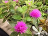 Gomphrena 'Pink Zazzle'