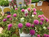 Gomphrena 'Pink Zazzle'