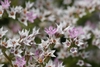 Flower detail