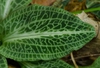 Leaf closeup