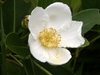 Gordonia lasianthus