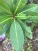 Leaf closeup