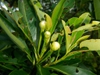 Flower buds