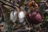 Burundy leaves and small whitish cotton bolls