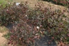 Form of the plant with some cotton bolls.