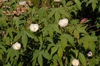Flower and Leaves