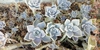 Graptopetalum Paraguayense