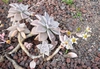 Graptopetalum Paraguayense