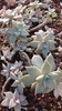 Graptopetalum Paraguayense