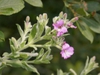 leaves and flowers