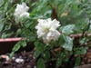 greenish white, double-flowered miniature rose