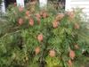 Form of cultivar in New Zealand