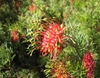Flowers and leaves of G. thelemanniana