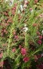 Stem and leaves of G. rosmarinifolia