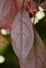 Fall leaf color